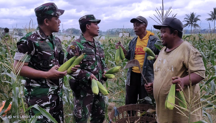 panen-jagung-manis-bersama-petani-3.jpg