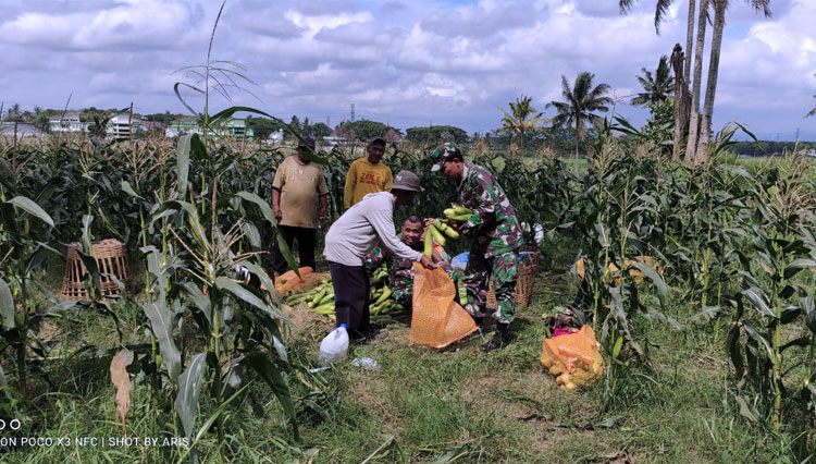 Merakyat, TNI di Kota Malang Panen Jagung Manis Bareng Petani