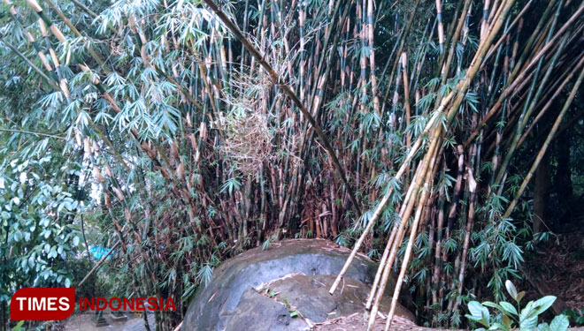 Bambu-tumbuh-c.jpg