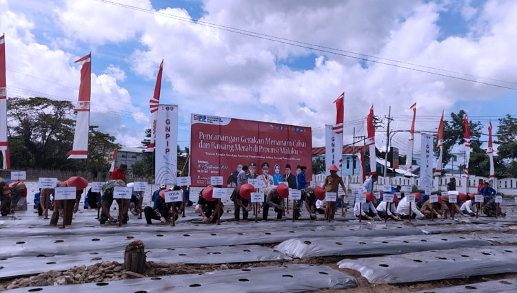 Tekan Inflasi Pemprov Maluku Canangkan Gerakan Menanam Cabai Dan Bawang Merah Times Indonesia 