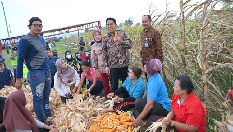 Mendes PDTT Panen Jagung dan Madu Bersama Warga Desa Jembrana