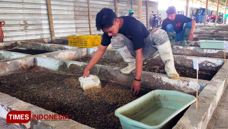 Manfaatkan Limbah, Perusahaan di Jombang Untung Jutaan Rupiah Hasil Budidaya Magot