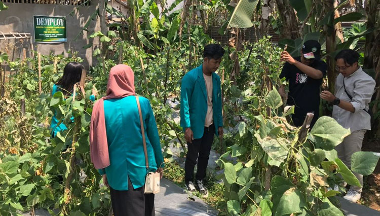 Manfaatkan Potensi Desa, Mahasiswa KSM Unisma Lakukan Pembibitan Sayuran