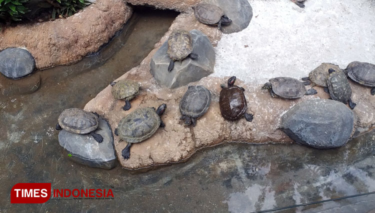 Ini Dia Tampilan Baru Kompleks Kura-kura di Bandung Zoo