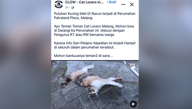 Viral Sejumlah Kucing di Perumahan Kota Malang Mati