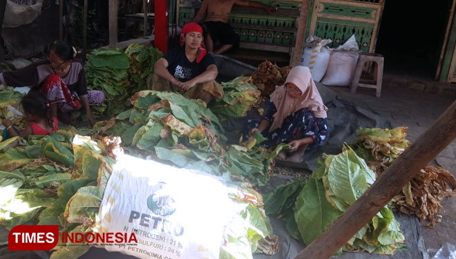 Tingginya harga jual tembakau Probolinggo membuat petani mampu membayar upah buruh tani. (FOTO: Abdul/Jalil TIMES Indonesia)