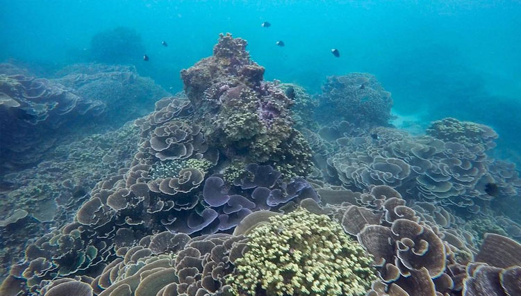 Keindahan terumbu karang yang ada di Teluk Kletekan. (Foto : Laris Manis).