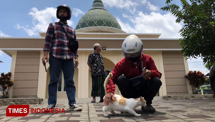 Kucing-jenis-domestik-yang-terlihat-di-kawasan-Perumahan-Patraland-Place-Kota-Malang.jpg
