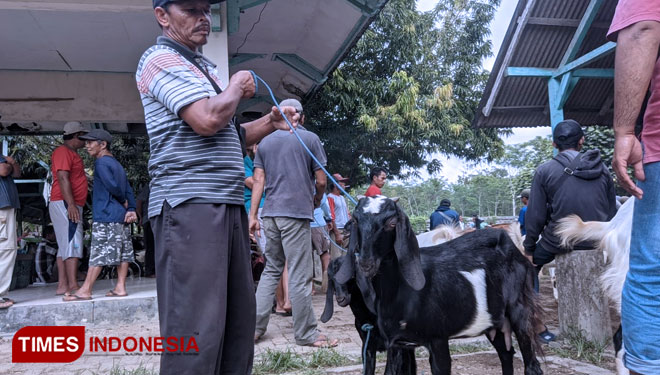 Penjualan-sapi-b.jpg
