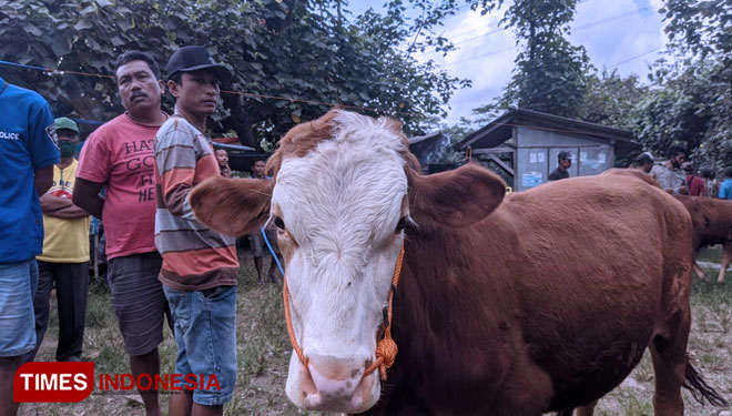 Penjualan sapi di pasar hewan Pacitan turun cukup signifikan. (FOTO: Yusuf Arifai/TIMES Indonesia)