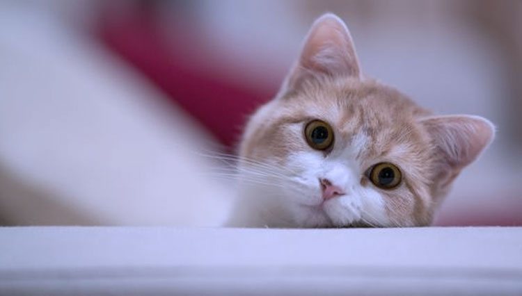 Ilustrasi kucing (FOTO: pinterst.com)