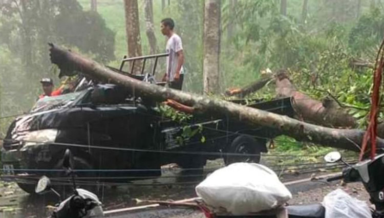 Pohon Tumbang di Ngantang Timpa Dua Kendaraan yang Melintas, Satu Orang Tewas
