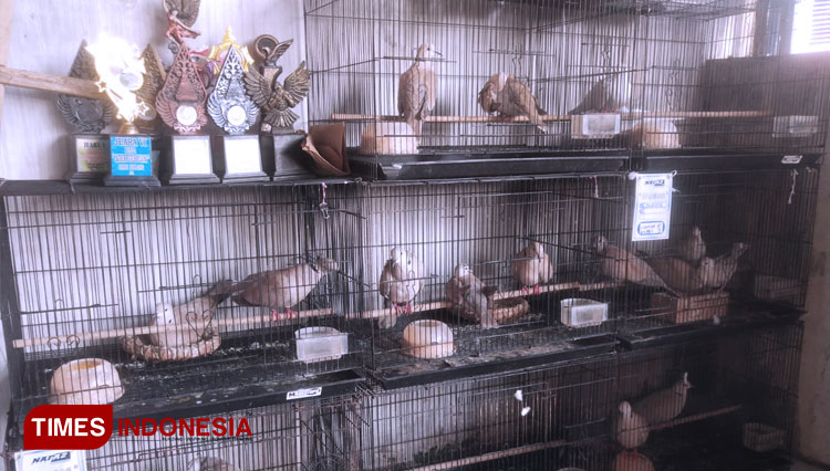 Burung-Pelung-Puter-3.jpg