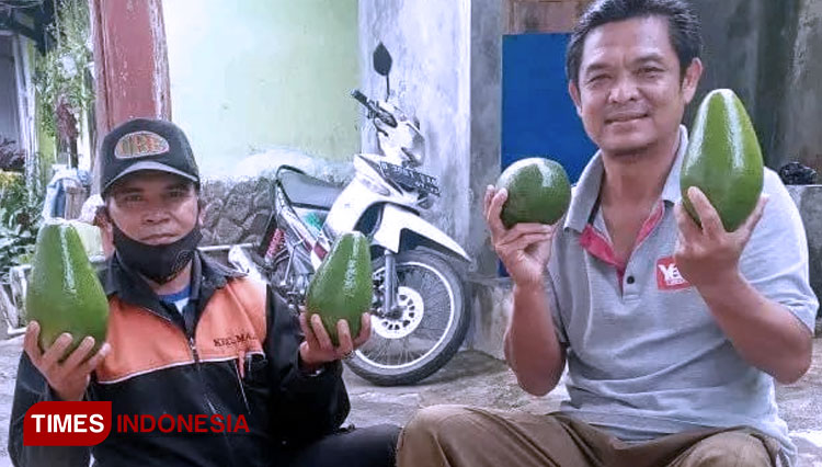 buah-alpukat-2.jpg