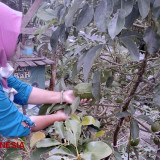 Alpukat Kendil Majalengka Dibudidayakan, Satu Alpukat Beratnya 2 Kg