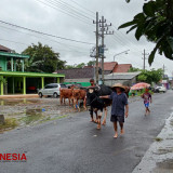 Banjir Sutojayan Kabupaten Blitar, Warga Ungsikan Hewan Ternak
