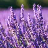 5 Plants to Ease Your Insomnia