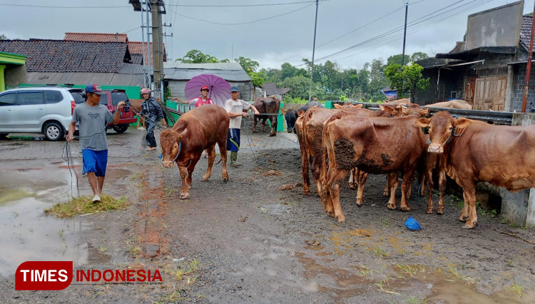 sapi.jpg
