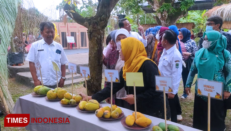 Berbagai jenis buah mangga asal Kabupaten Majalengka. (FOTO: Herik Diana/TIMES Indonesia)