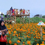 Cantiknya Flower Festival, Padukan Wisata, Edukasi, dan Potensi Pertanian Banyuwangi