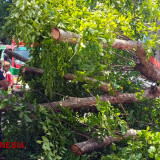 Pohon Tumbang Timpa Mobil dan Becak di Probolinggo, Satu Orang Meninggal