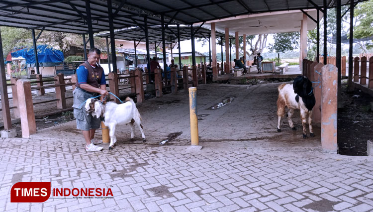 Pasar Hewan Kabupaten Blitar Dibuka Setelah Empat Bulan Tutup Karena PMK 