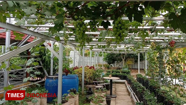 Objek Wisata Situ Bolang Indramayu Kebun Anggur Jadi Daya Tarik Pengunjung