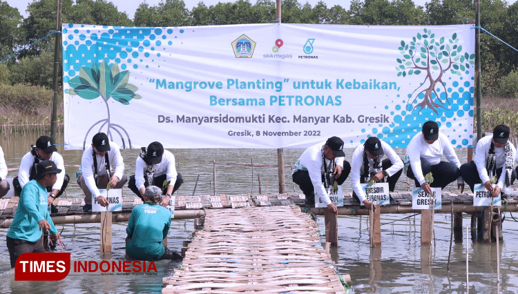 Agar Tak Abrasi, 10 Ribu Bibit Mangrove Ditanam Di Kalimireng Gresik ...