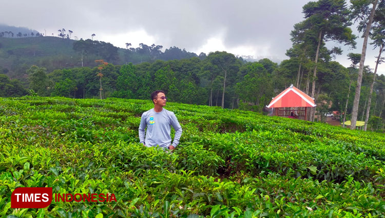  Suasana saat pengunjung menikmati hamparan hijau Kebun Teh Jamus Ngawi. (FOTO : Rohmadi/TIMES Indonesia)