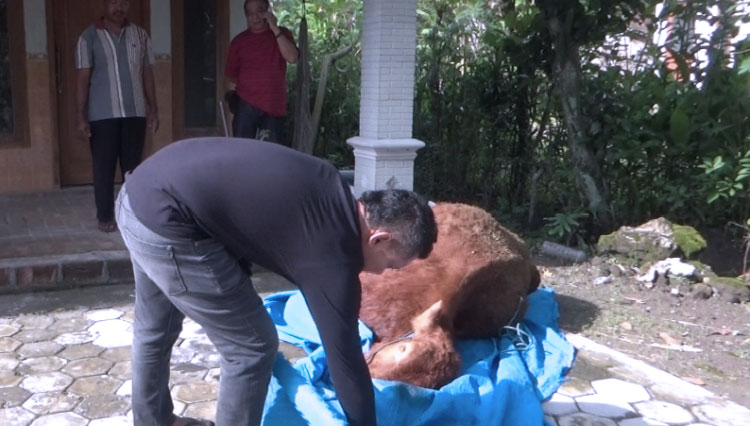 Investigasi DPP Ngawi, sapi yang mati bukan karena vaksin PMK, tetapi terinveksi BEF, Warga menunjukan sapinya yang mati. (FOTO: Esaputra for TIMES Indonesia)
