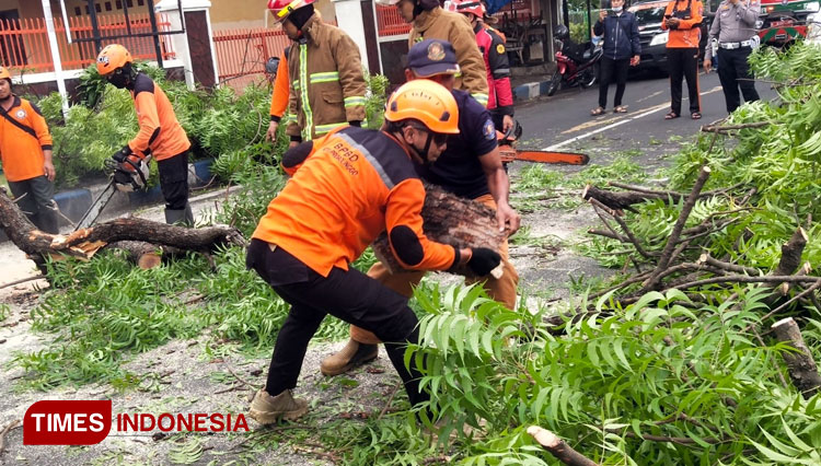 Petugas BPBD Kota Probolinggo sedang melakukan penanganan pohon tumbang yang menimpa ibu hamil. (Foto: Sri Hartini/TIMES Indonesia)