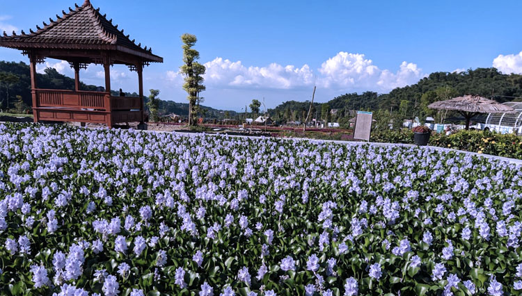 Kebun-Bunga-Refugia-2.jpg