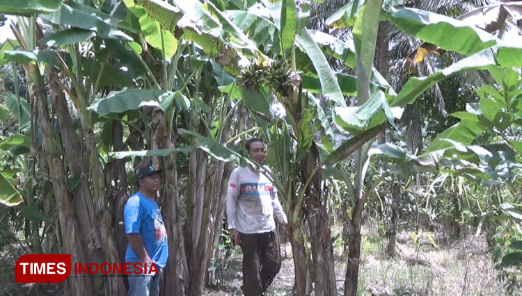 Tempat tumbuh pohon pisang bertandan dua di Kebun pisang milik Sunaryo warga Desa Wringinagung, Kecamatan Gambiran, Banyuwangi, Jawa Timur. (Foto: dok. TIMES Indonesia)