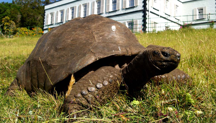 Kura-kura tertua di dunia bernama Jonathan berulang tahun ke-190. (Foto: Guinness World Records)