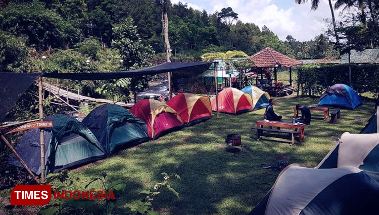 Suasana berkemah di Pinus Camp 2, Desa Sumberbulu, Kecamatan Songgon, Banyuwangi. (Foto : Fazar Dimas/TIMES Indonesia)