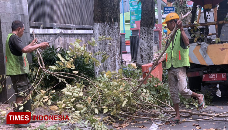 Rawan Patah Saat Musim Hujan, Dahan Pohon di Jalan Protokol Bondowoso Dipangkas