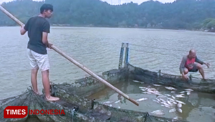 Ribuan-Ikan-di-Telaga-Ngebel-Mati-b.jpg