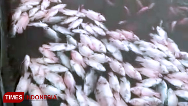 Ribuan-Ikan-di-Telaga-Ngebel-Mati-c.jpg