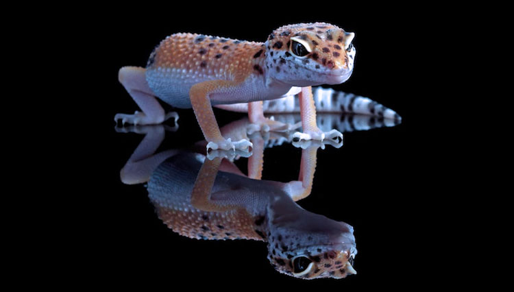 Leopard Gecko. (Photo: Kuritafsheen77/Freepik)
