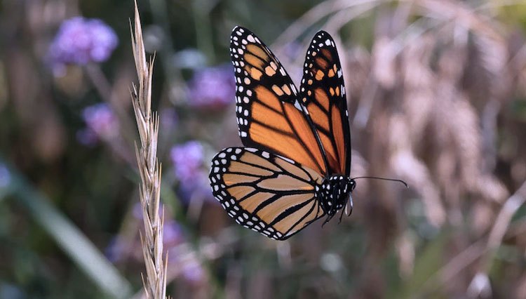 Monarch-butterfly.jpg
