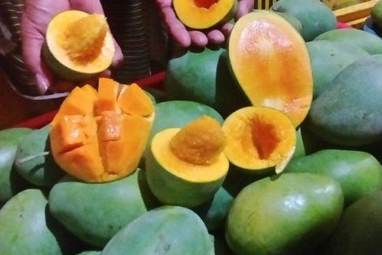 Buah mangga alpukat (Foto: Gramedia.com)