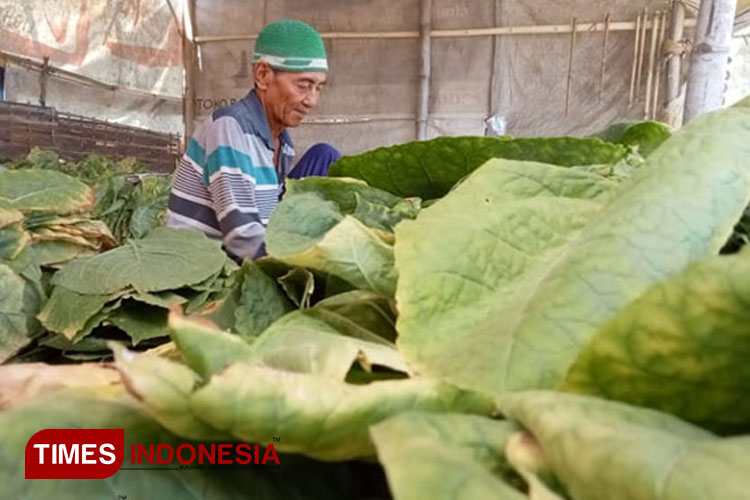 Seorang petani di Kabupaten Probolinggo, Jawa Timur, menata daun tembakau yang dipanen (Foto: Dokumen/TIMES Indonesia)