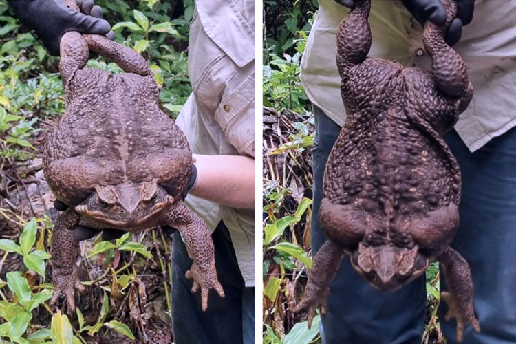 Toadzilla.jpg