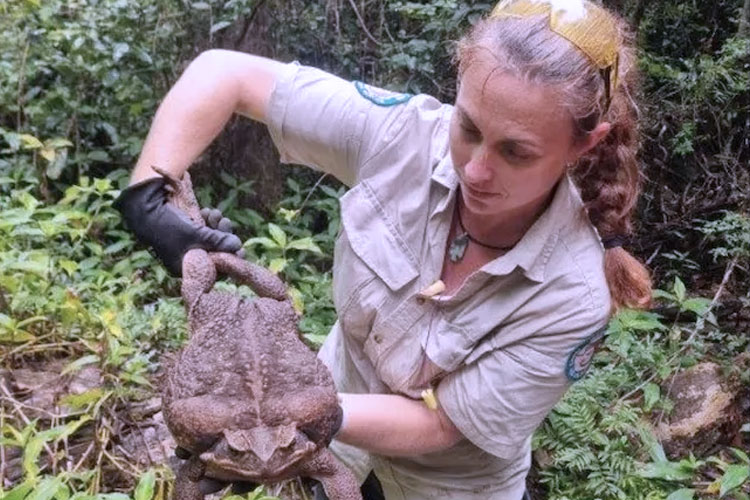 Penjaga taman memegang kodok tebu raksasa. Ukurannya yang besar membuatnya dijuluki Toadzilla. (FOTO: gannett-cdn.com)