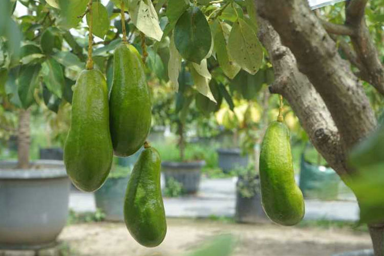 Setelah Nanas-Mangga Podang, Alpukat Kelud Siap Menyusul Jadi Buah Unggulan Kediri