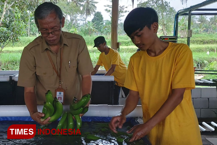 Potensinya Besar, Kabupaten Sleman Kembangkan Buah Pisang - TIMES Indonesia