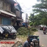 Pohon Belasan Meter di Kota Malang Tumbang, Timpa Dua Rumah