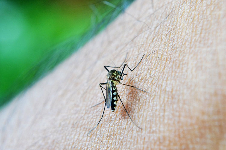Nyamuk Aedes Aegypti yang jadi penyebab DBD. (Foto: Pixabay)