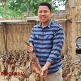 Dosen di Ngawi Sukses Ternak Bebek Pedaging, Omzetnya Belasan Juta