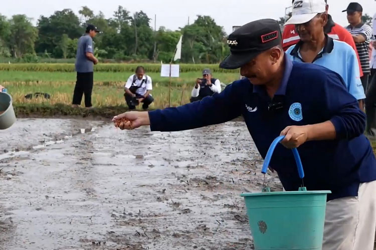Bupati Karna Semai Bibit Padi BK: Semoga Jadi Bibit yang Unggul untuk Petani Situbondo
